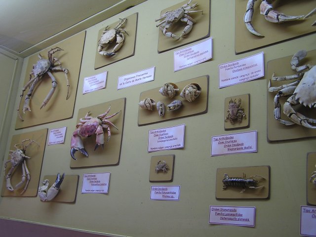 Museo de Ciencias Naturales de Monte Hermoso